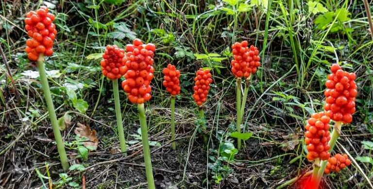 Kontyvirág (Arum)