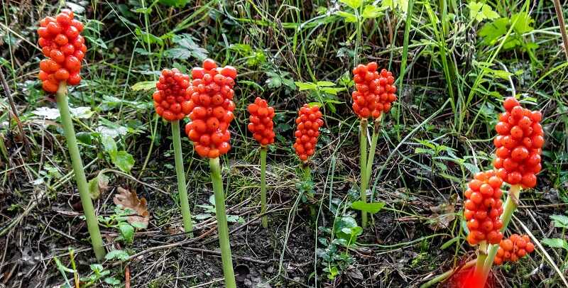 Kontyvirág (Arum)