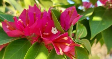 Kopasz murvafürt (Bougainvillea glabra)