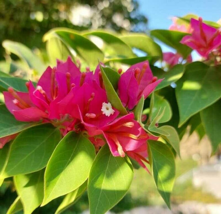 Kopasz murvafürt (Bougainvillea glabra)