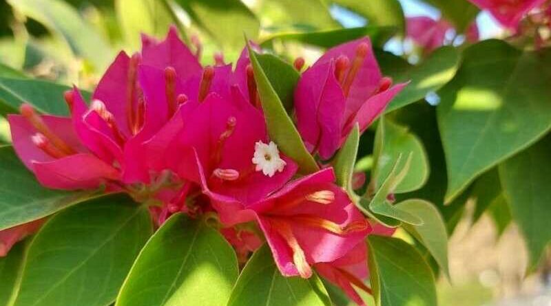 Kopasz murvafürt (Bougainvillea glabra)