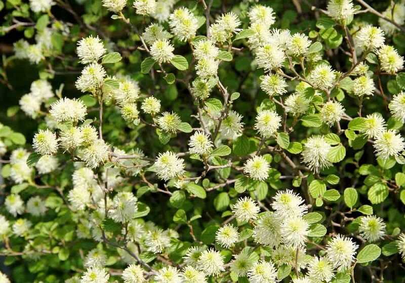 korai bóbitacserje (Fothergilla gardenii)