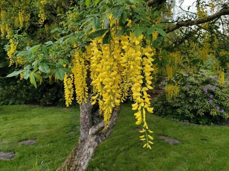 közönséges aranyeső (Laburnum anagyroides)