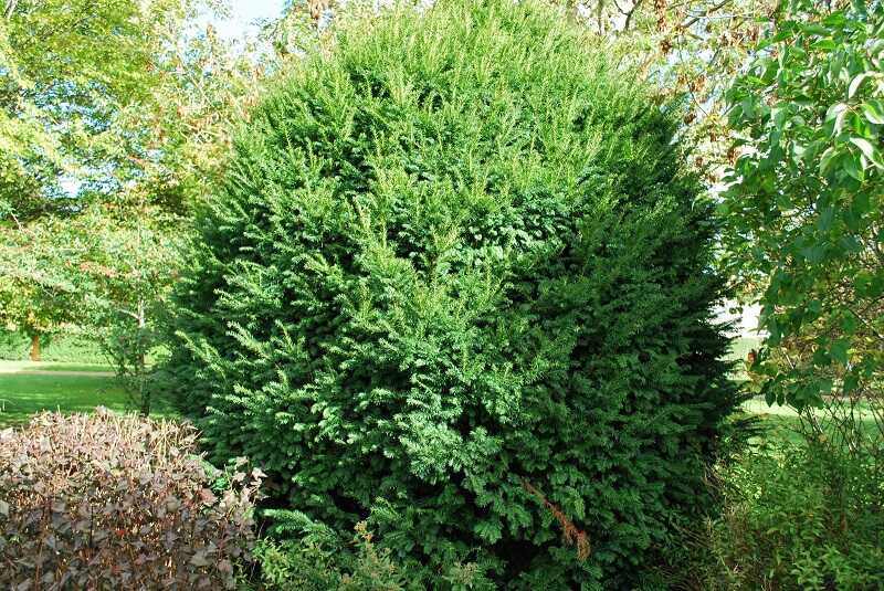 közönséges tiszafa (Taxus baccata)