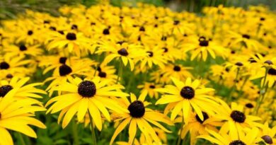 Kúpvirág (Rudbeckia)