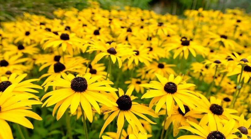 Kúpvirág (Rudbeckia)