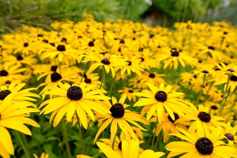 Kúpvirág (Rudbeckia)