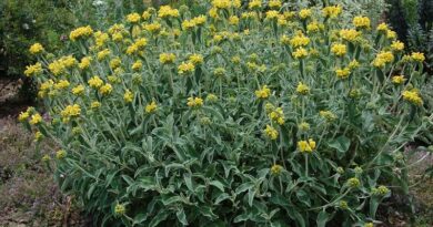 Macskahere (Phlomis)