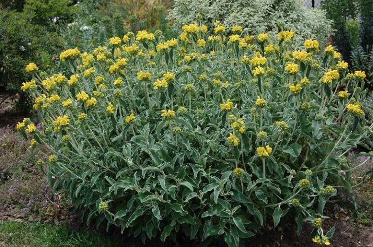 Macskahere (Phlomis)