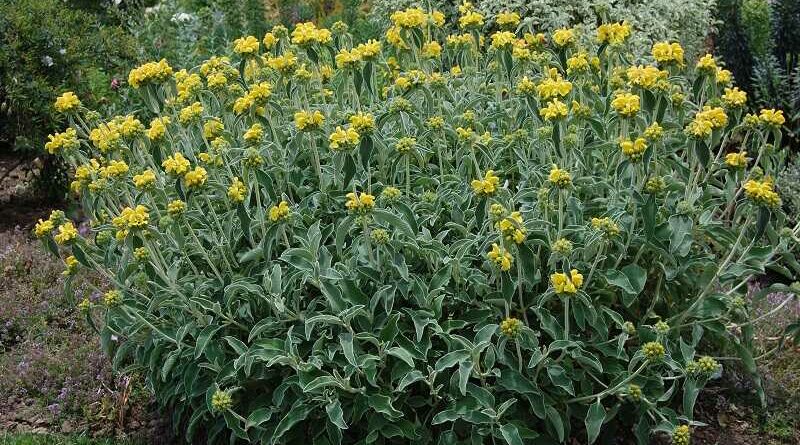 Macskahere (Phlomis)