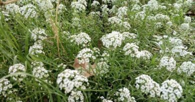 Mézvirág (Lobularia maritima)