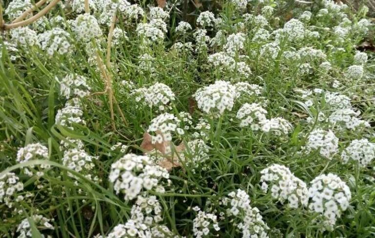 Mézvirág (Lobularia maritima)