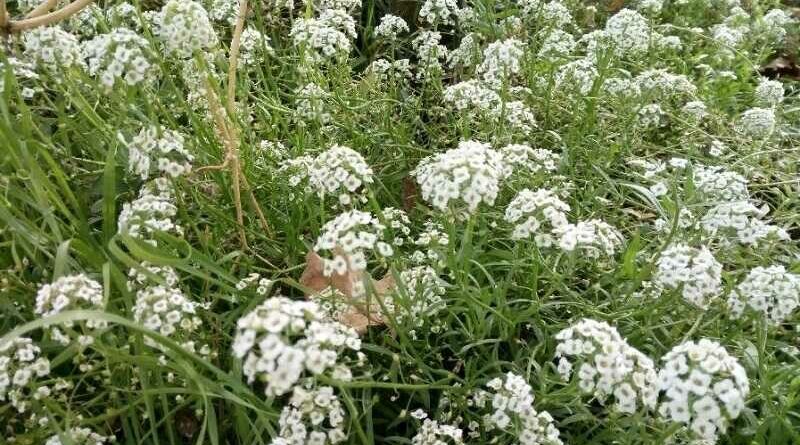 Mézvirág (Lobularia maritima)