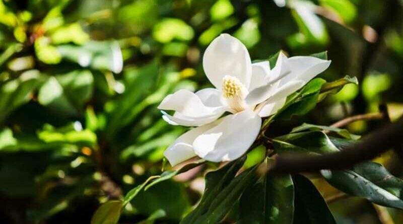 Örökzöld magnólia (magnolia grandiflora)