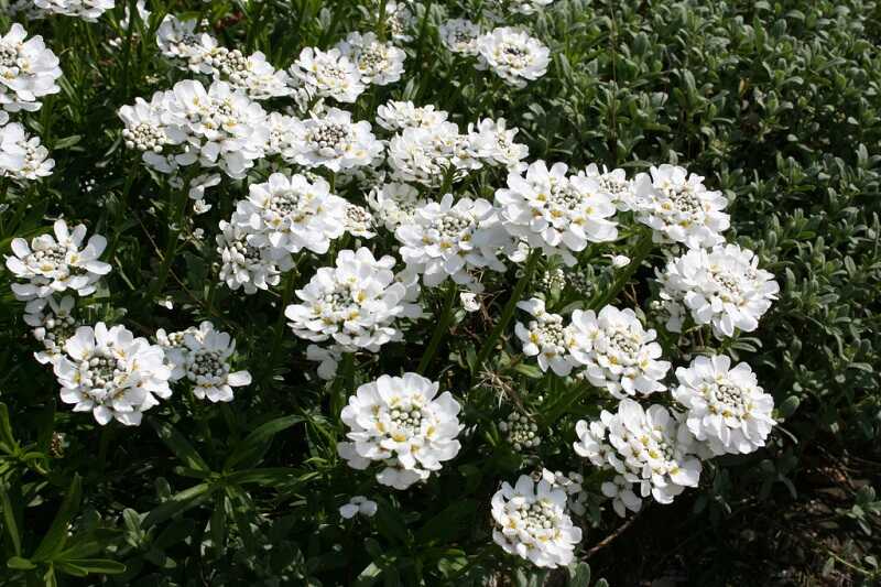 Örökzöld tatárvirág (Iberis sempervirens) örökzöld tatárvirág (Iberis sempervirens)