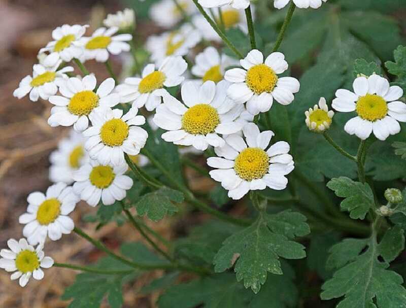 Őszi margitvirág (Tanacetum parthenium)