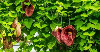 Pipavirágú farkasalma (Aristolochia macrophylla)