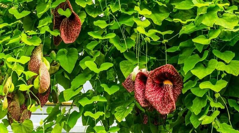 Pipavirágú farkasalma (Aristolochia macrophylla)