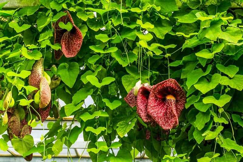 Pipavirágú farkasalma (Aristolochia macrophylla)