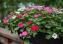 pistike virág (Impatiens)