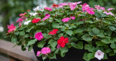 pistike virág (Impatiens)