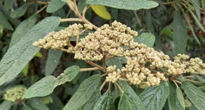 ráncoslevelű bangita (Viburnum rhytidophyllum)