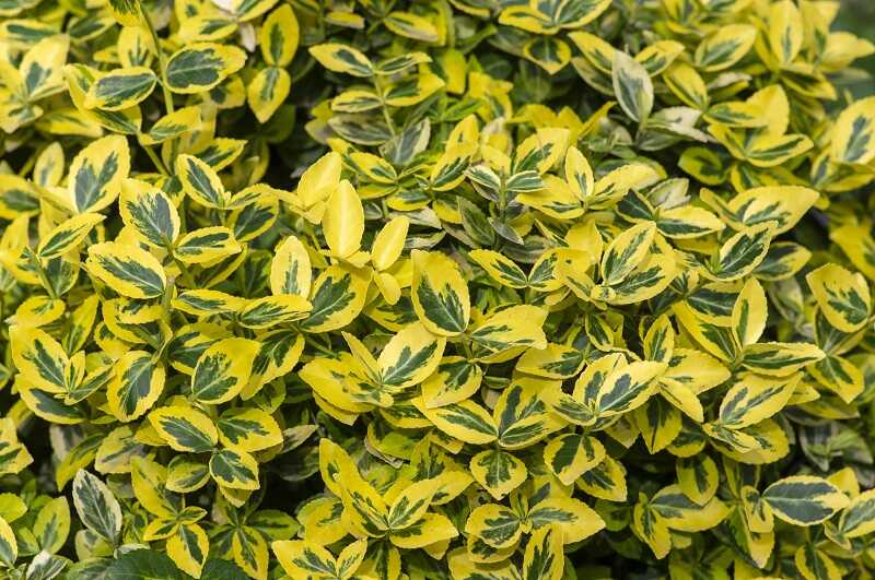 Repkénykecskerágó (Euonymus fortunei)