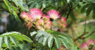 Selyemakác (Albizia julibrissin)