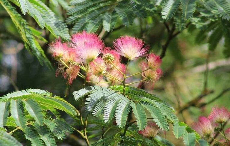 Selyemakác (Albizia julibrissin)