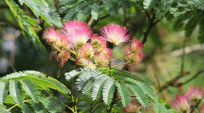 Selyemakác (Albizia julibrissin)