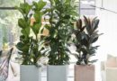 Serlegkocsányú fikusz (Ficus cyathistipula)