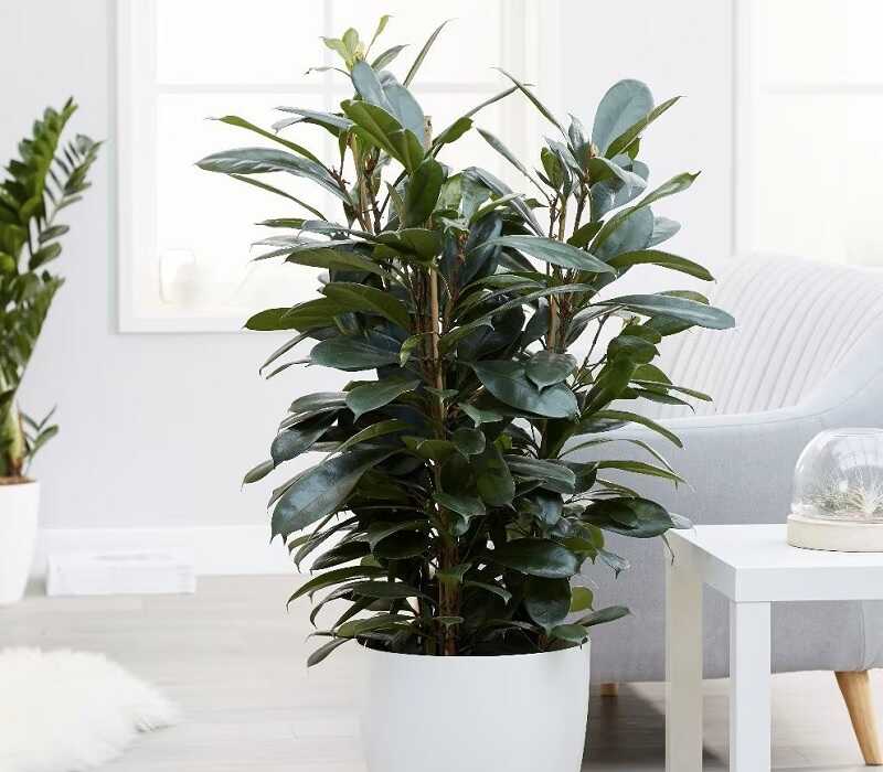 Serlegkocsányú fikusz (Ficus cyathistipula)