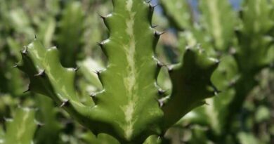 Sövénykutyatej (Euphorbia lactea)