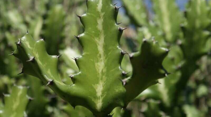 Sövénykutyatej (Euphorbia lactea)