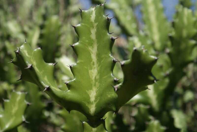 Sövénykutyatej (Euphorbia lactea)