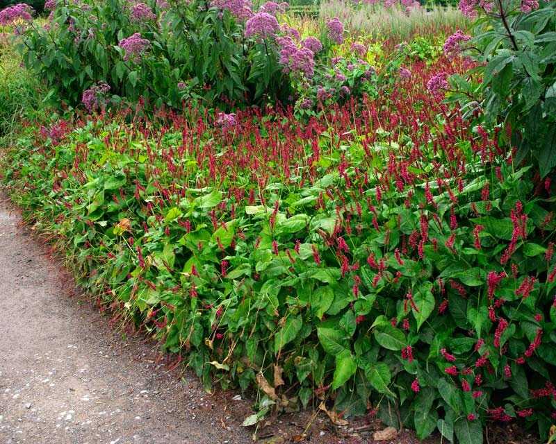 szárölelő keserűfű (Polygonum amplexicaule)