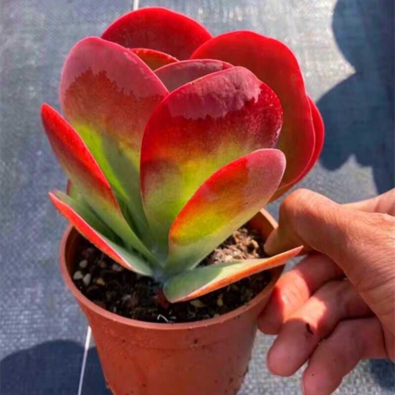 Széleslevelű korallvirág (Kalanchoe thyrsiflora)