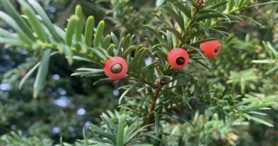 Tiszafa (taxus)