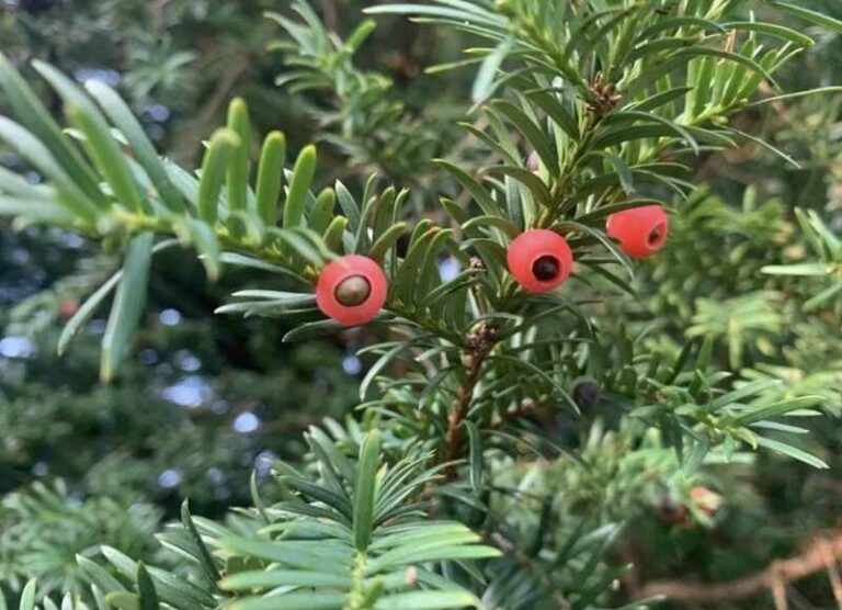 Tiszafa (taxus)