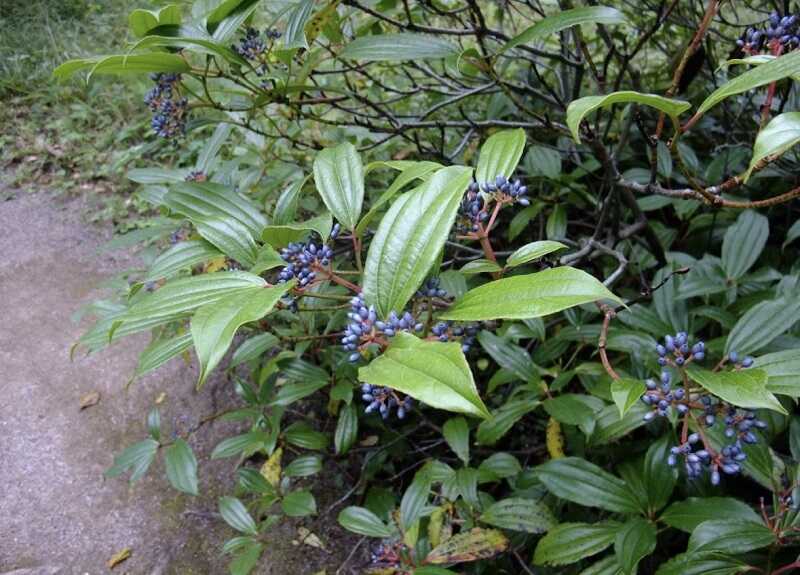 törpe bangita (Viburnum davidii)