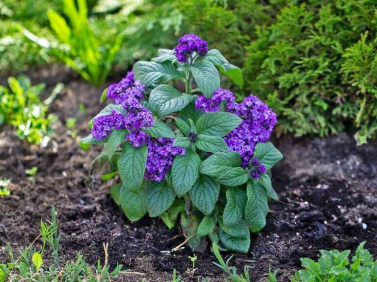 Vaníliavirág (Heliotropium arborescens)