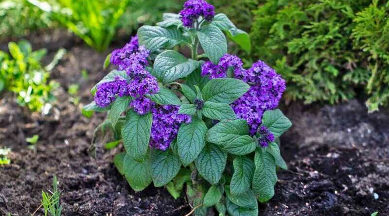 Vaníliavirág (Heliotropium arborescens)