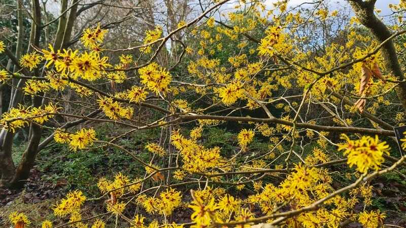 Varázsmogyoró (Hamamelis)