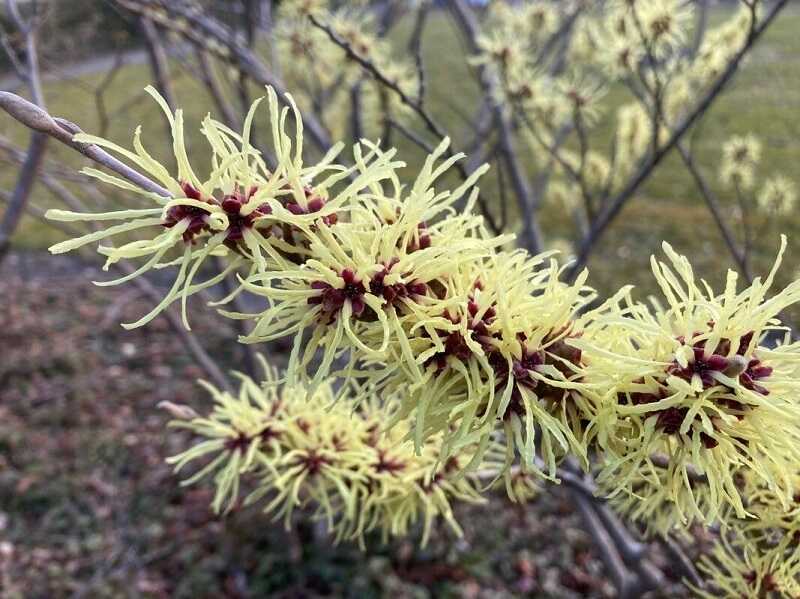 Varázsmogyoró (Hamamelis)