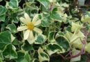 Viaszrepkény (Senecio macroglossus 'variegatus')