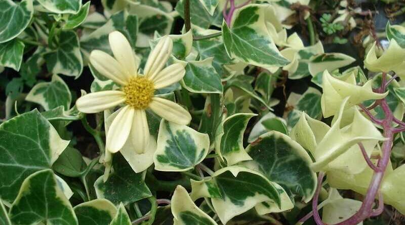 Viaszrepkény (Senecio macroglossus 'variegatus')