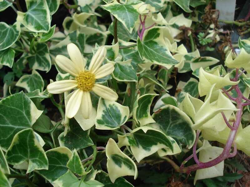 Viaszrepkény (Senecio macroglossus 'variegatus')