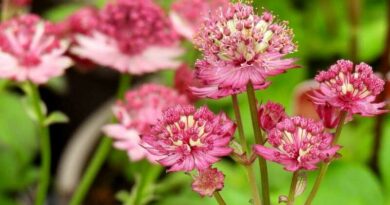 Völgycsillag (Astrantia major)