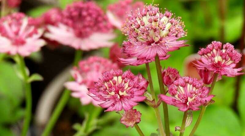 Völgycsillag (Astrantia major)