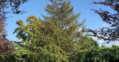 Vörösfenyő (Larix)